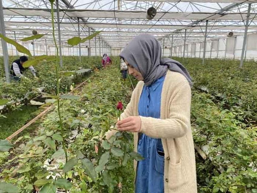 200 liraya satılıyor! Topraksız üretti, talebe yetişemiyor