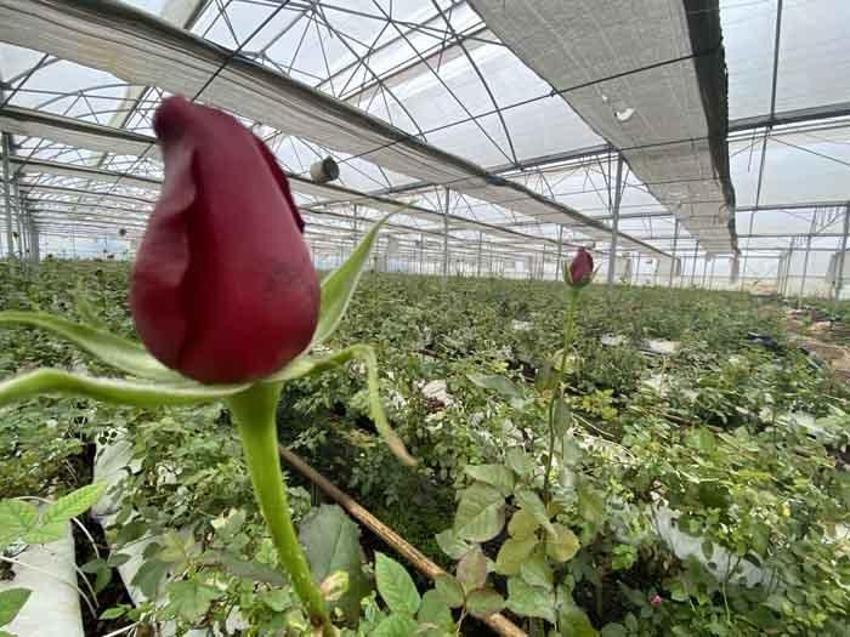 200 liraya satılıyor! Topraksız üretti, talebe yetişemiyor