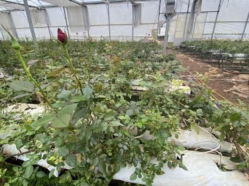 200 liraya satılıyor! Topraksız üretti, talebe yetişemiyor