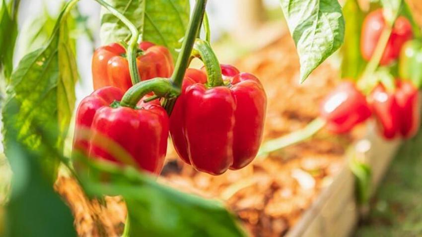 Kan ve kemik için şifa! İşte K vitamini açısından en zengin besinler