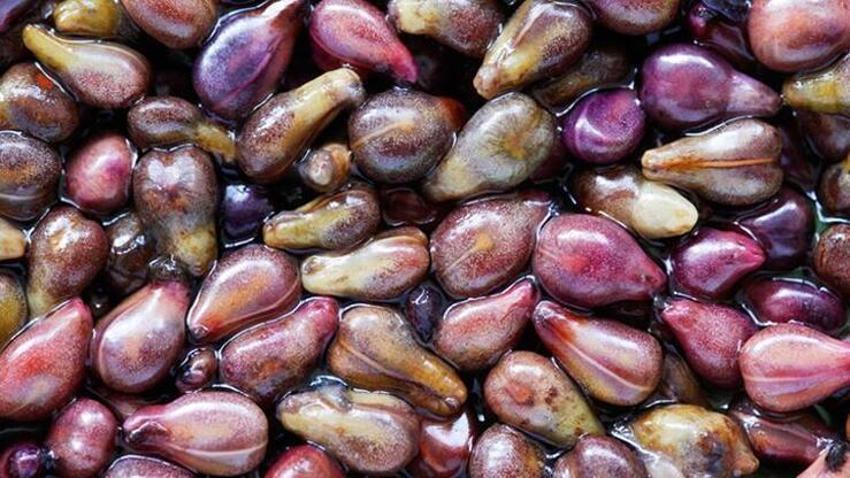 Akciğerleri tamamen temizliyor, astım için şifa! Balgam sökücü, C vitamini deposu...