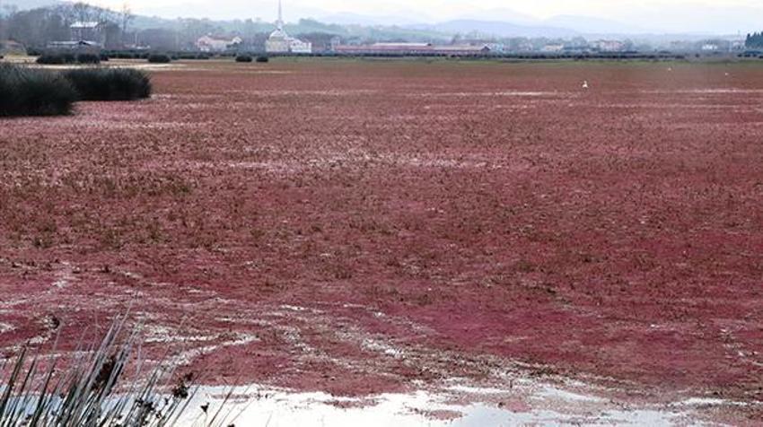 Samsun'da ortaya çıktı: Yeşil altın madeni... Görenler inanamıyor, dünya listesinde!