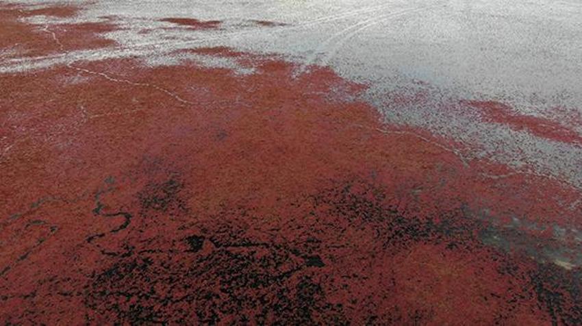 Samsun'da ortaya çıktı: Yeşil altın madeni... Görenler inanamıyor, dünya listesinde!
