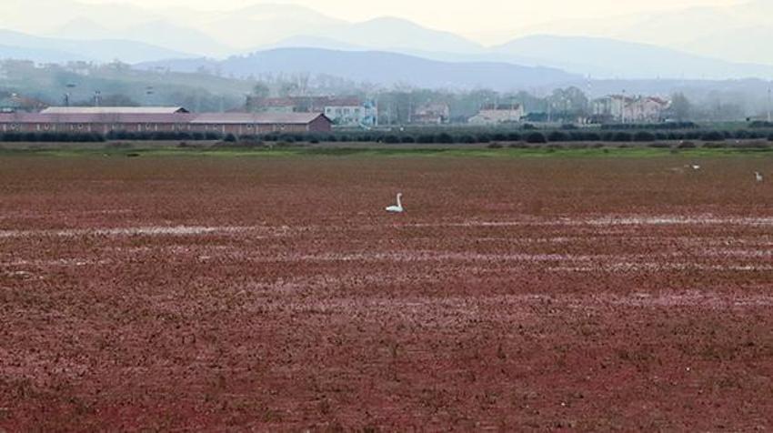Samsun'da ortaya çıktı: Yeşil altın madeni... Görenler inanamıyor, dünya listesinde!