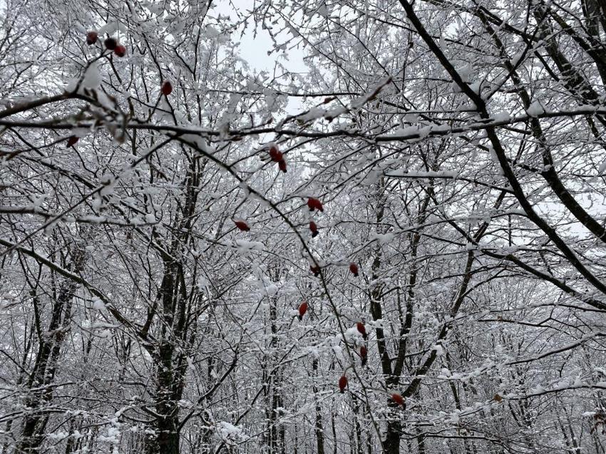 Kar yağışı başladı! Son dakika uyarıları sonrası dalga dalga yayılıyor, sıcaklıklar -20'yi gördü, kar kalınlığı 4 metreyi aştı, onlarca kentte alarm verildi, yılbaşına kadar...