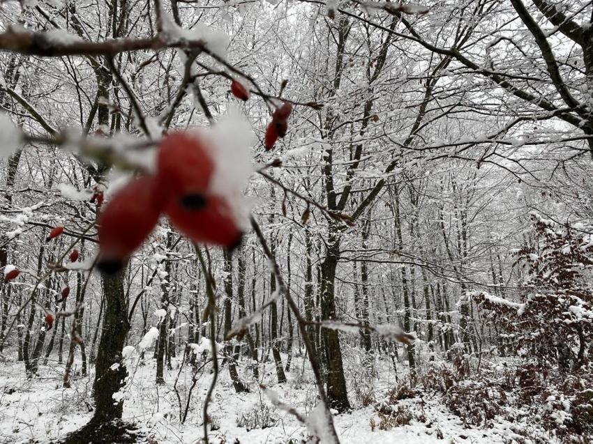 Kar yağışı başladı! Son dakika uyarıları sonrası dalga dalga yayılıyor, sıcaklıklar -20'yi gördü, kar kalınlığı 4 metreyi aştı, onlarca kentte alarm verildi, yılbaşına kadar...