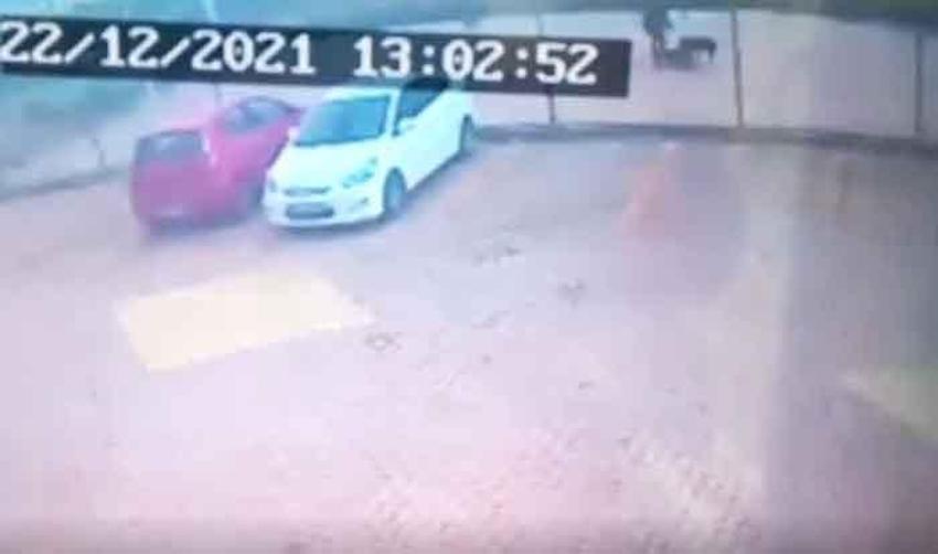 Pitbull dehşetinde yeni görüntüler ortaya çıktı! Asiye Ateş hakkında flaş gelişme... 