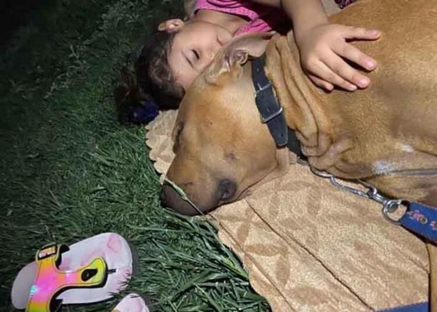 Pitbull saldırısına uğrayan Asiye Ateş'le ilgili son dakika gelişmesi!