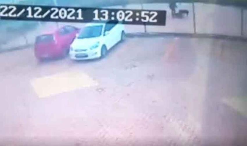 Pitbull saldırısına uğrayan Asiye Ateş'le ilgili son dakika gelişmesi!