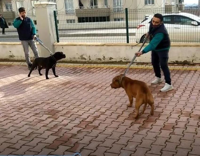 Pitbull saldırısına uğrayan Asiye Ateş'le ilgili son dakika gelişmesi!