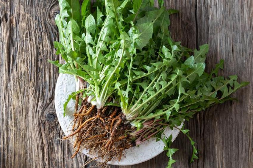 Karaciğerdeki zehri söküp atıyor! Günde iki defa tüketmek gerekiyor 