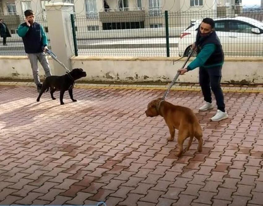 Pitbull saldırısına uğrayan Asiye Ateş’in sağlık durumunda yeni gelişme