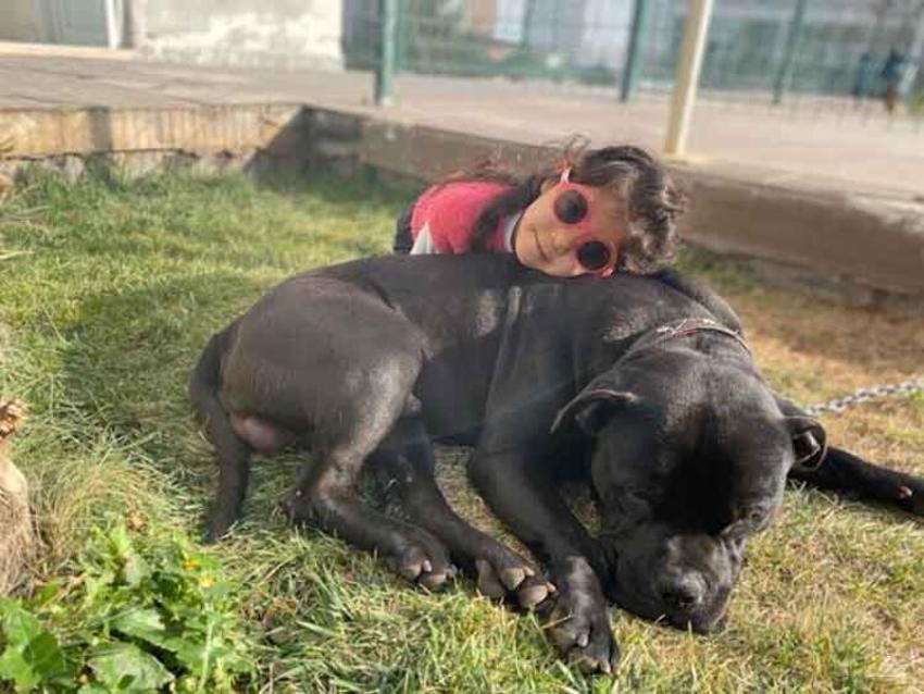 Asiye Ateş olayı ile ilgili skandal iddia! Pitbull saldırısı sonrası...