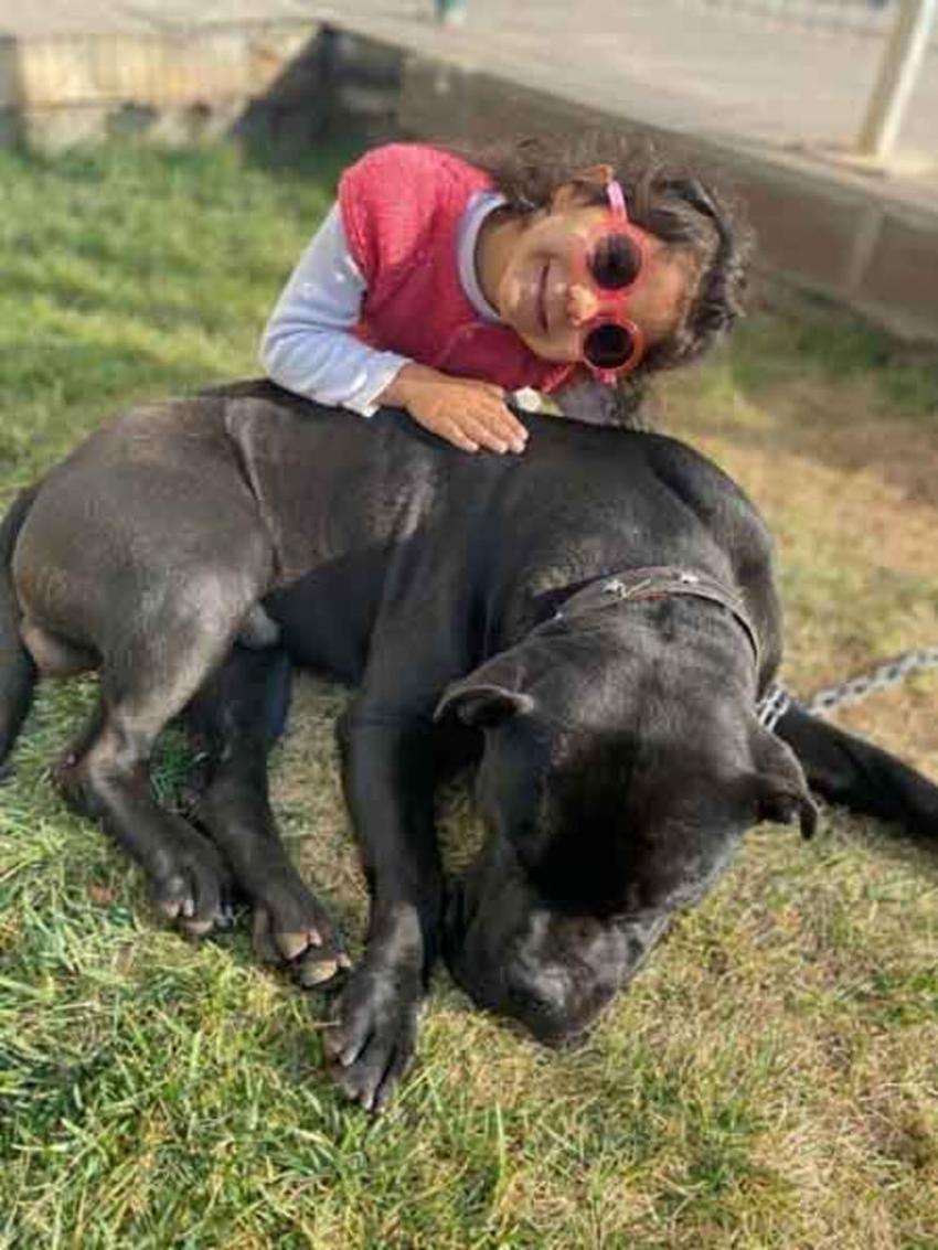 Asiye Ateş olayı ile ilgili skandal iddia! Pitbull saldırısı sonrası...