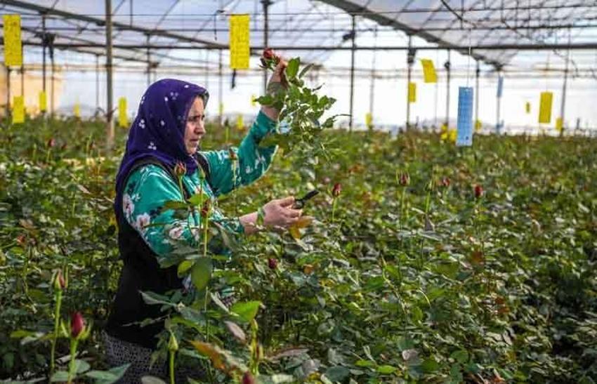 Türkiye’de üretiliyor, tam 83 ülkeye ihraç ediliyor! Hedef 500 milyon dolar...