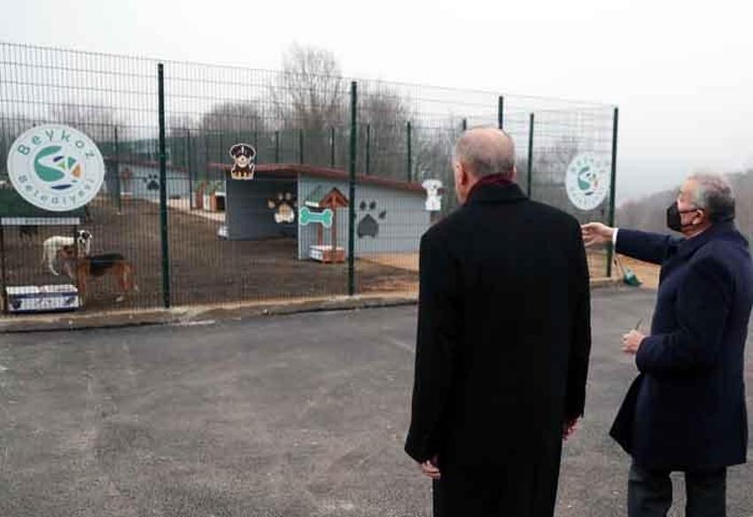 Erdoğan'ın barınakta ilgilendiği Maylo'nun hikayesi
