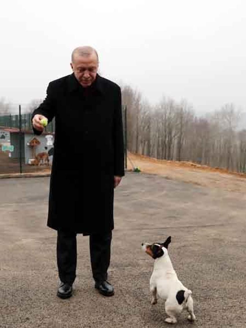 Erdoğan'ın barınakta ilgilendiği Maylo'nun hikayesi