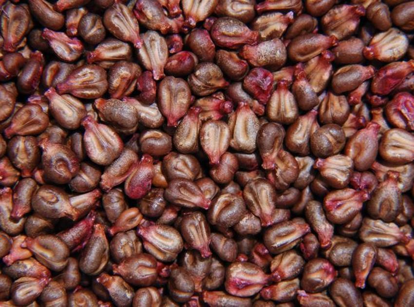 Akciğerleri koruyor, tam bir doğal bir antibiyotik! Detoks etkisi sağlıyor, kansere karşı savaşıyor