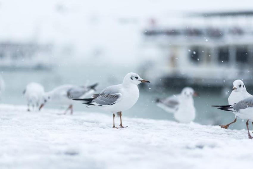 Çok yoğun kar yağışı başlıyor! Meteoroloji bu defa özellikle uyardı! Hayatı felç edebilir, bu kez çok farklı 5 gün boyunca...