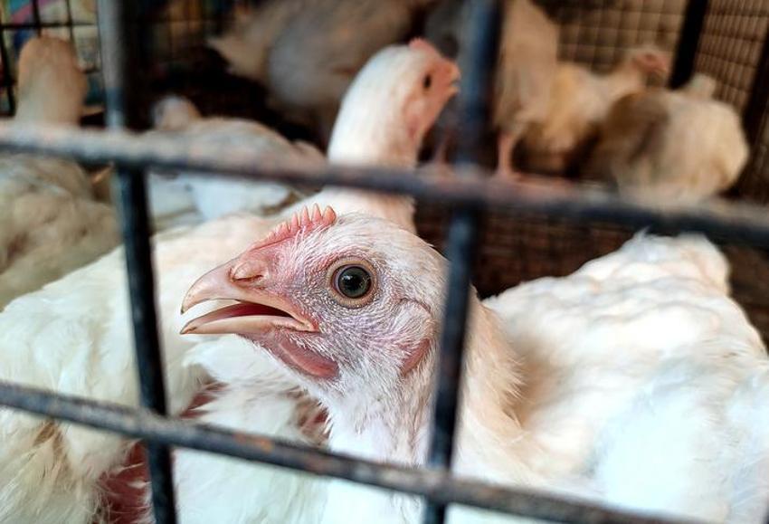 Koronavirüs bitmeden kuş gribi kabusu yeniden hortladı! Hızla yayılıyor, itlaflar başladı! İngiltere, Japonya ve İsrail’den sonra...
