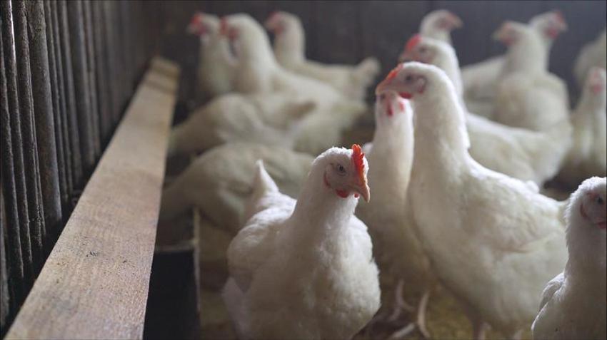 Koronavirüs bitmeden kuş gribi kabusu yeniden hortladı! Hızla yayılıyor, itlaflar başladı! İngiltere, Japonya ve İsrail’den sonra...