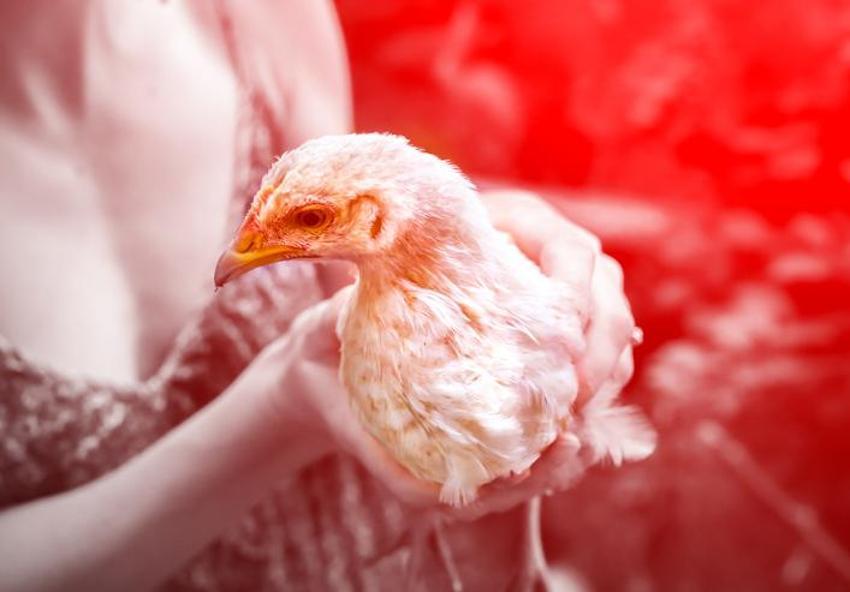 Koronavirüs bitmeden kuş gribi kabusu yeniden hortladı! Hızla yayılıyor, itlaflar başladı! İngiltere, Japonya ve İsrail’den sonra...
