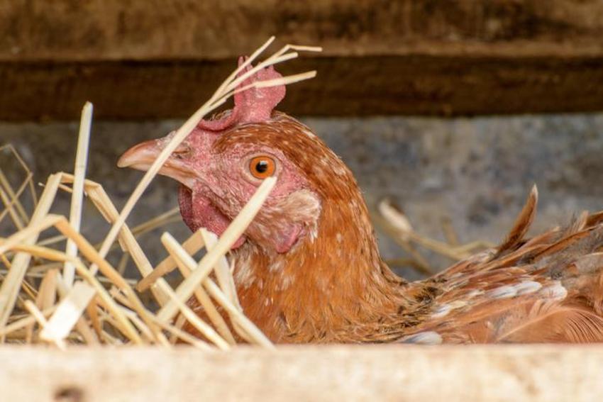 Koronavirüs bitmeden kuş gribi kabusu yeniden hortladı! Hızla yayılıyor, itlaflar başladı! İngiltere, Japonya ve İsrail’den sonra...