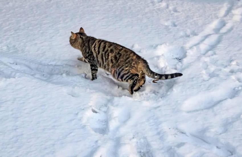 Meteoroloji'den kritik kar yağışı uyarısı! Balkanlardan geliyor...