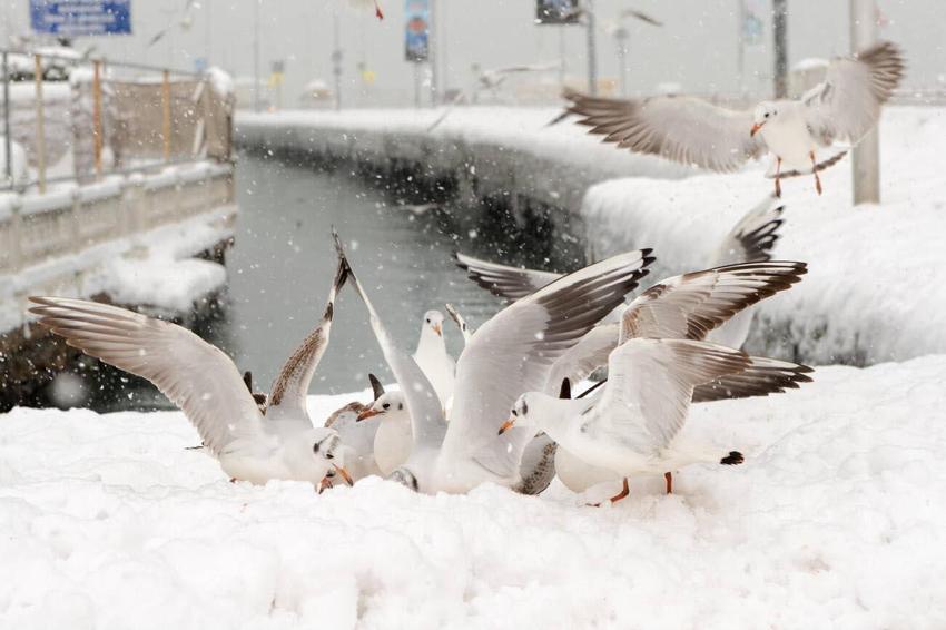 Meteoroloji'den kritik kar yağışı uyarısı! Balkanlardan geliyor...