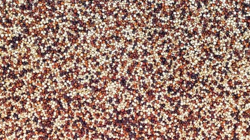 Kötü kolesterol için şifa, obezite ile mücadele ediyor! Astronotların gözdesi, tam bir protein deposu