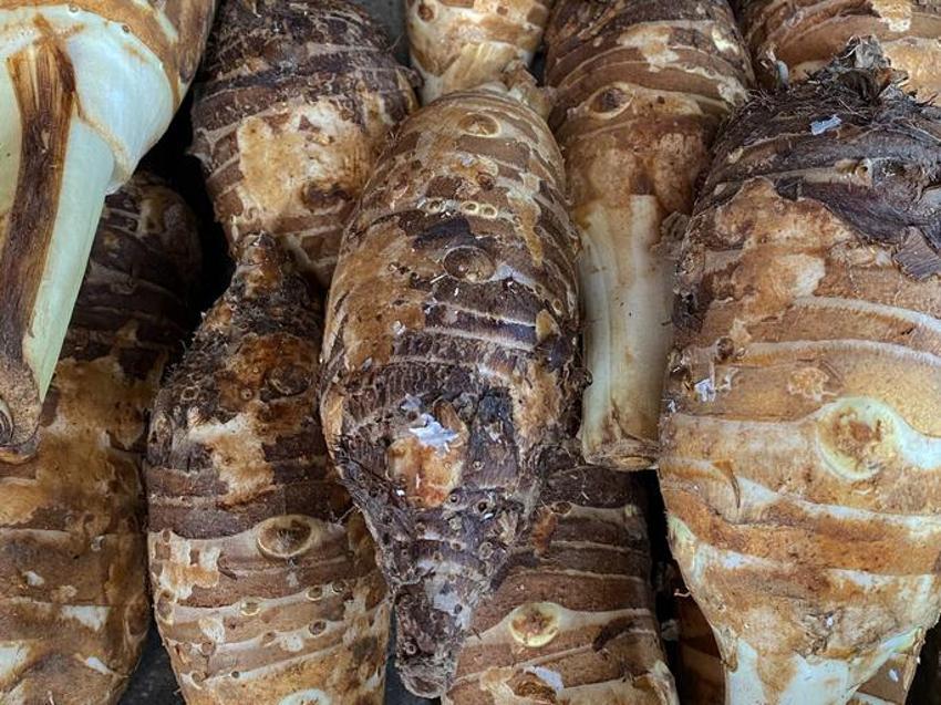 Kan şekerini dengeliyor, kolesterolü düşürüyor, kanseri önlüyor! Tam bir vitamin ve probiyotik deposu...