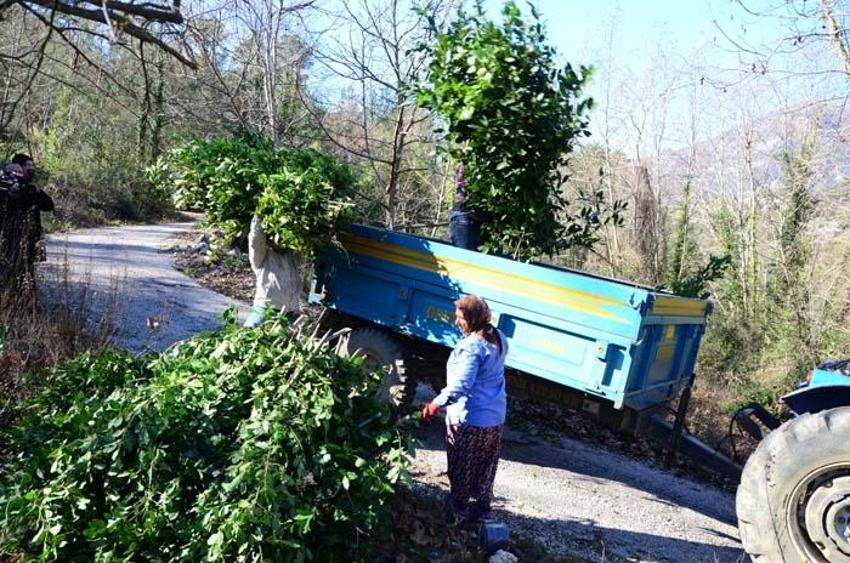 Paraya para demiyorlar! Her yıl daha fazla verim elde ediliyor, 25 bin TL kazanç...