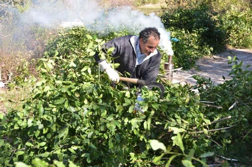 Paraya para demiyorlar! Her yıl daha fazla verim elde ediliyor, 25 bin TL kazanç...
