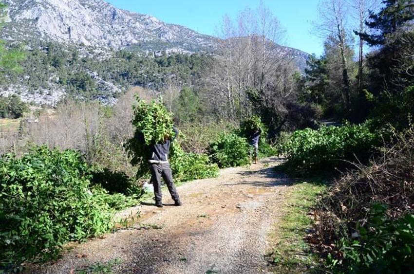 Paraya para demiyorlar! Her yıl daha fazla verim elde ediliyor, 25 bin TL kazanç...