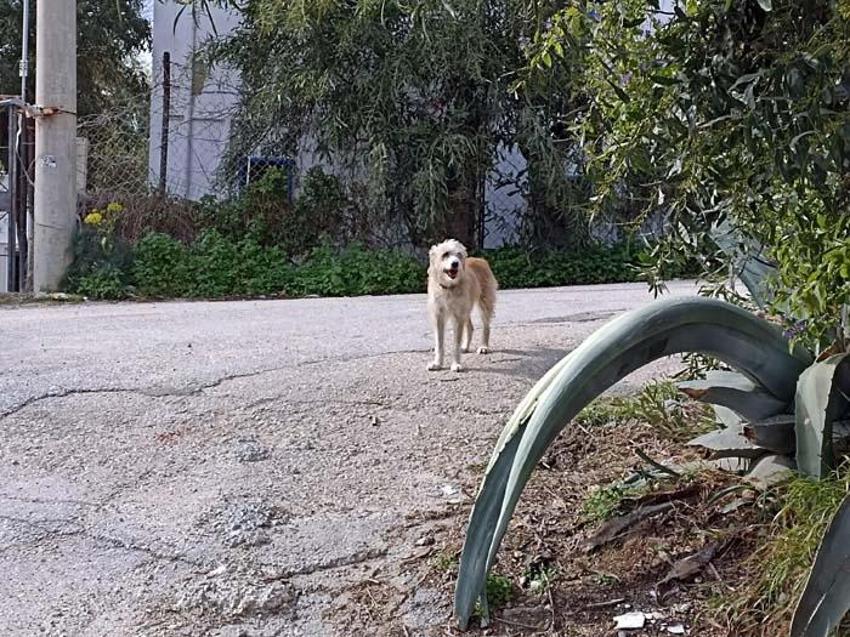 Akrep Nalan'ın mirasını kime bıraktığı ortaya çıktı