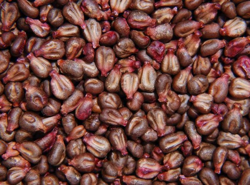 Tansiyonu düzenliyor, kansere iyi geliyor! Antioksidan bakımından çok zengin, kolesterol, kalp krizi...