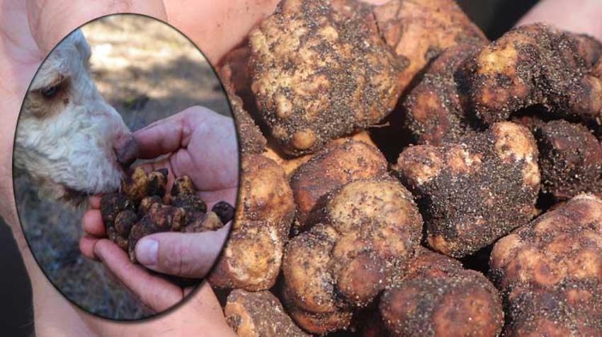 Kilosu 1500 lira, toprağın altından çıkıyor! Özel köpekler bulabiliyor