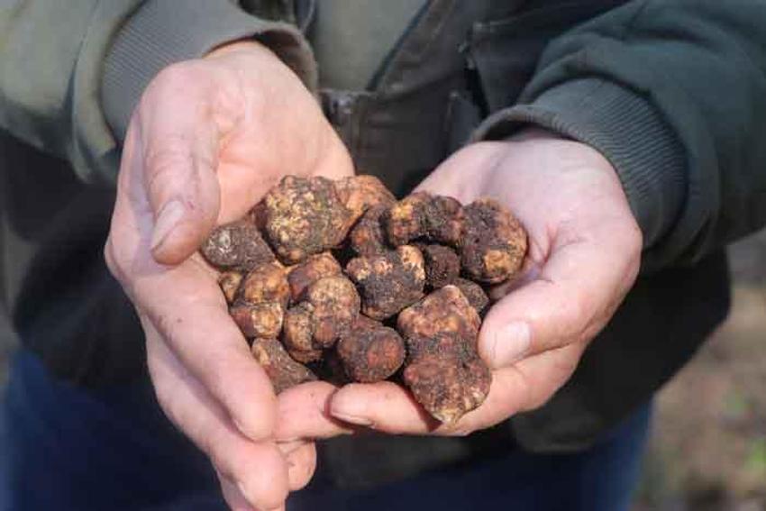 Kilosu 1500 lira, toprağın altından çıkıyor! Özel köpekler bulabiliyor