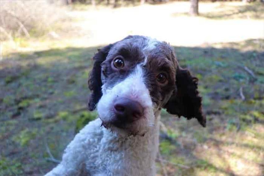 Kilosu 1500 lira, toprağın altından çıkıyor! Özel köpekler bulabiliyor