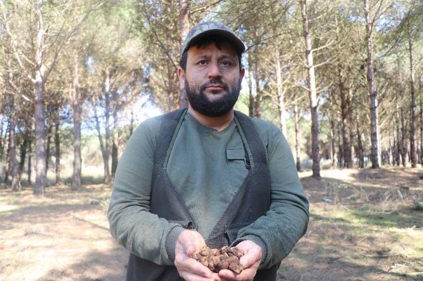 Kilosu 1500 lira, toprağın altından çıkıyor! Özel köpekler bulabiliyor