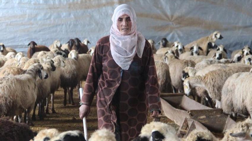 Köye yerleşen 3 çocuk annesi kadın devletten aldığı destekle çiftlik kurdu