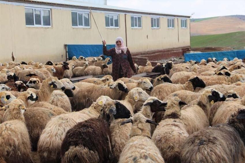 Köye yerleşen 3 çocuk annesi kadın devletten aldığı destekle çiftlik kurdu