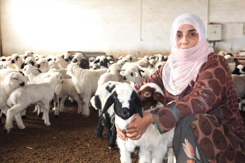 Köye yerleşen 3 çocuk annesi kadın devletten aldığı destekle çiftlik kurdu
