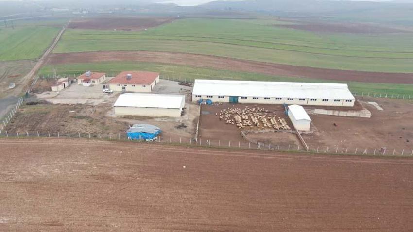 Köye yerleşen 3 çocuk annesi kadın devletten aldığı destekle çiftlik kurdu