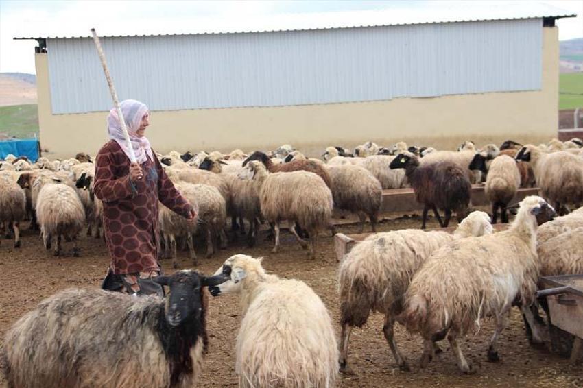 Köye yerleşen 3 çocuk annesi kadın devletten aldığı destekle çiftlik kurdu