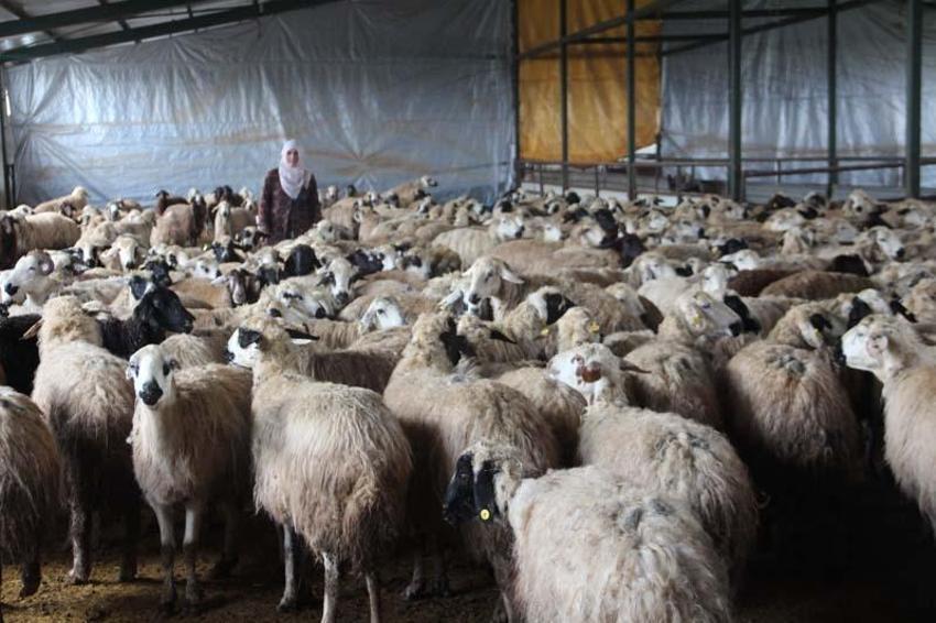 Köye yerleşen 3 çocuk annesi kadın devletten aldığı destekle çiftlik kurdu