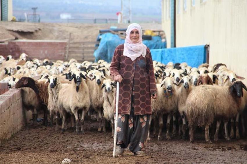 Köye yerleşen 3 çocuk annesi kadın devletten aldığı destekle çiftlik kurdu