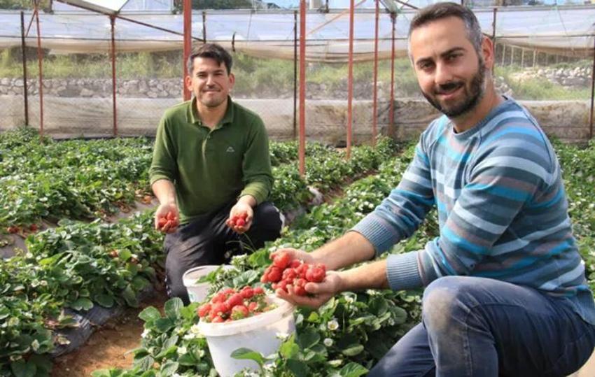 Geçen sene de bu sene de sevindirdi! Bir dönümünden 150 bin liralık gelir!