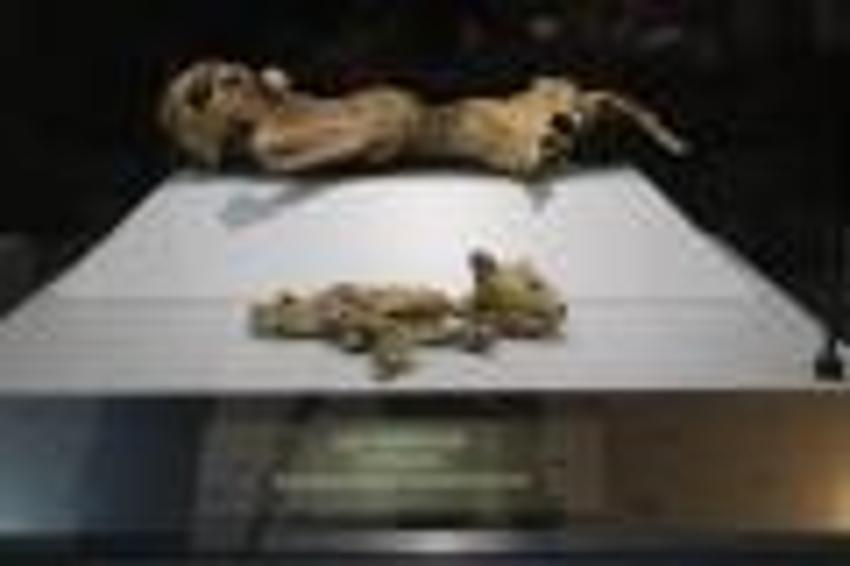 Bin yıllık mumyalar Aksaray’da