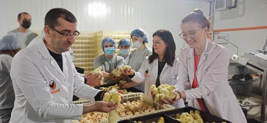 Türk civcivi Gürcistan’dan dünyaya yayılıyor
